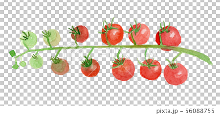 Solanum lycopersicum ミニトマト Solanum lycopersicum ミニトマト 56088755