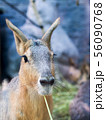 rabbit with long ears looks carefully 56090768