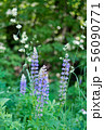 lavandula lanata, lavender flowers on a background 56090771