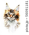 Watercolor MaineCoon Cat Hand Drawn Pet Portrait 56091181