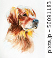 watercolor portrait of a golden retriever 56091183