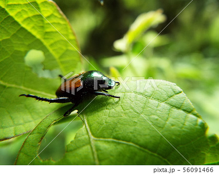マメコガネ 56091466