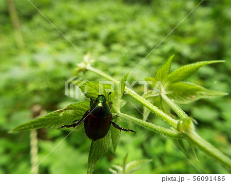 カマキリ カマキリ 56091486