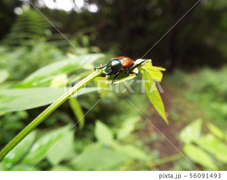 マメコガネ マメコガネ 56091493