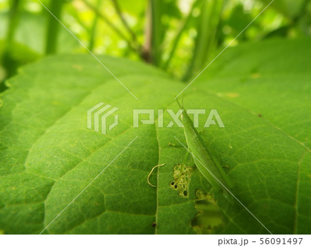 オンブバッタ オンブバッタ 56091497