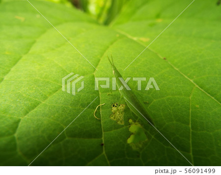 オンブバッタ オンブバッタ 56091499