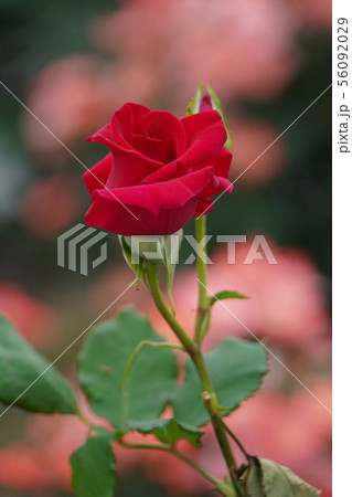 薔薇(ベテランズ オナー)さかき千曲川バラ公園 薔薇(ベテランズ オナー)さかき千曲川バラ公園 56092029