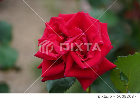 薔薇（ベテランズ　オナー）さかき千曲川バラ公園 56092037
