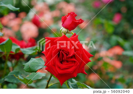 薔薇（ベテランズ　オナー）さかき千曲川バラ公園 56092040