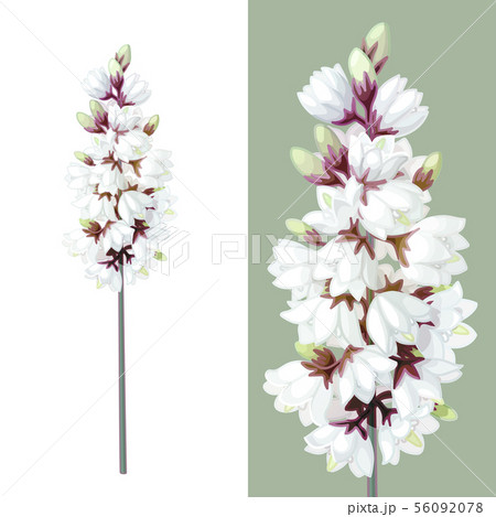 vector cartoon plants clip art vector cartoon plants clip art 56092078
