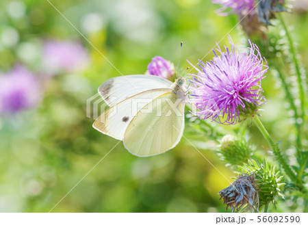 Cabbage butterfly is on a pink thistle flower Cabbage butterfly is on a pink thistle flower 56092590