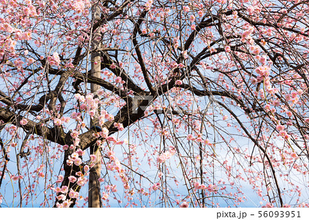 満開のしだれ梅 早春の花 イメージ素材 満開のしだれ梅 早春の花 イメージ素材 56093951