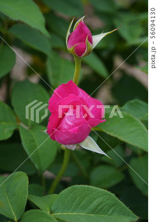 薔薇(恋心)さかき千曲川バラ公園 薔薇(恋心)さかき千曲川バラ公園 56094130