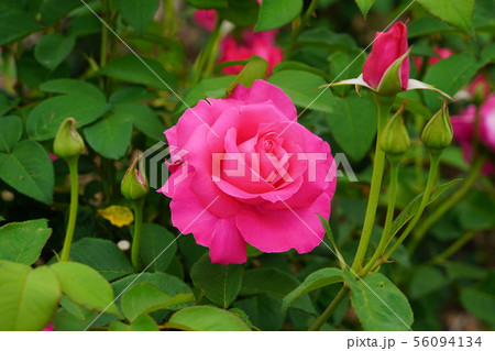 薔薇(恋心)さかき千曲川バラ公園 薔薇(恋心)さかき千曲川バラ公園 56094134