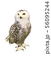 Portrait of Owl with clipping path.  56095244