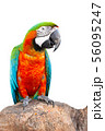 Macaw parrot with cliping path.  56095247