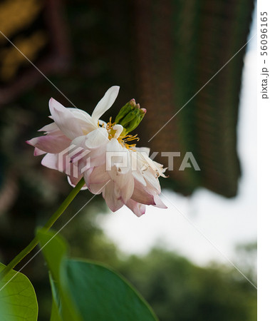 蓮 ボンウォンサ 節 56096165