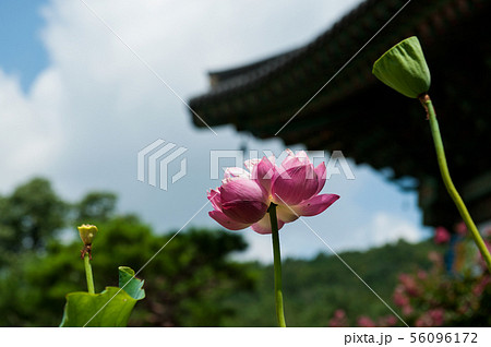 蓮 ボンウォンサ 節 56096172