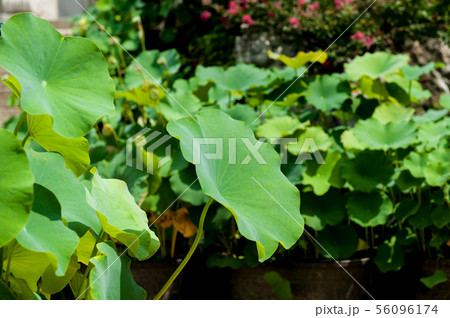 蓮 ボンウォンサ 節 56096174