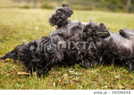 Miniature black schnauzer lying on grass outdoor Miniature black schnauzer lying on grass outdoor 56096648