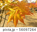 紅葉 56097264