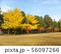 紅葉 56097266