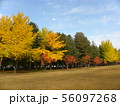 紅葉 56097268