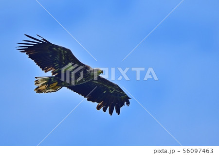 青空バックに元気に飛び回るオジロワシの幼鳥 56097463