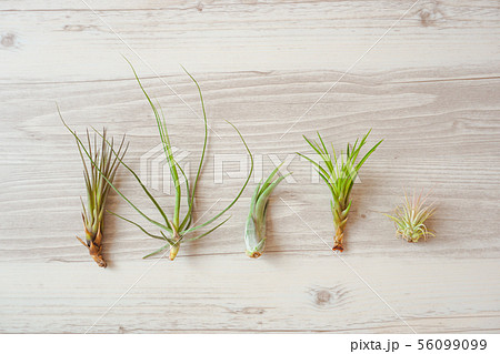 テーブルの上のエアープラント テーブルの上のエアープラント 56099099