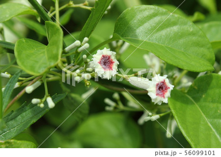 ヘクソカズラ 56099101