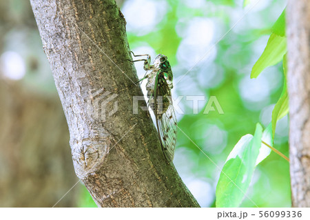 日本の横浜都市景観　街中のセミ(どこに刺そうかな♫）連続Ｐ３－１＝横浜市内 56099336