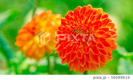 ダリア　16：9 56099619