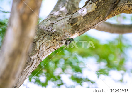 日本の横浜都市景観　街中のセミ　＝横浜市内 56099953