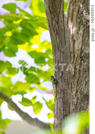 日本の横浜都市景観　街中のセミ　＝横浜市内 56099955