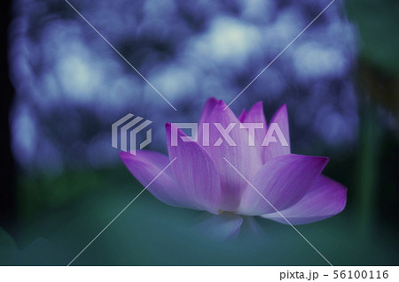 蓮の花 蓮の花 56100116