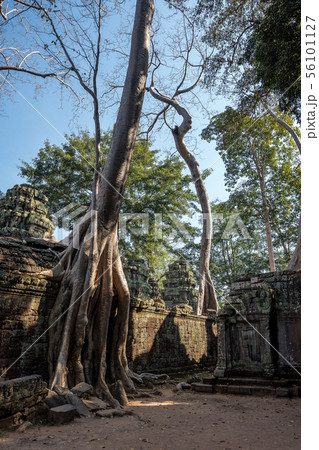 The ancient temple of Ta Prohm , Angkor , Cambodia 56101127
