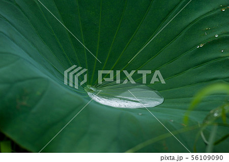 蓮 蓮の葉 ボンウォンサ 56109090