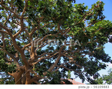 Okinawa　デイゴ　沖縄 56109883