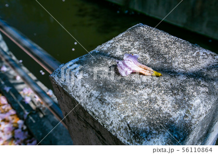 アジア人 アジアン アジア風 56110864