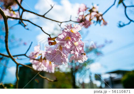 木 ツリー 樹 56110871