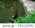 Swans couple on lake 56112591