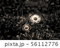 Vintage little flowers with white head in center 56112776