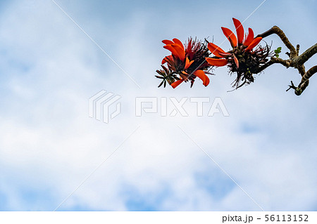 沖縄 竹富島 デイゴの赤い花の写真素材