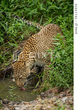 Leopard stands in bushes drinking from shallows 56114950