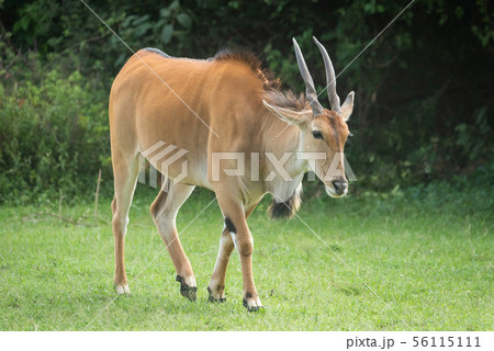 Common eland walks across grass near bushes Common eland walks across grass near bushes 56115111