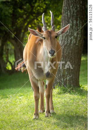 Common eland stands by tree watching camera Common eland stands by tree watching camera 56115126
