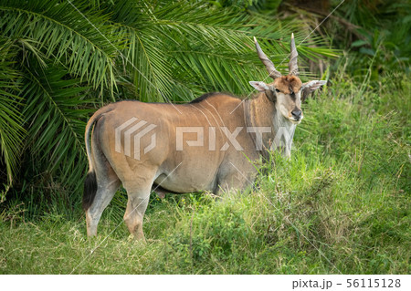 Common eland stands by palm watching camera 56115128