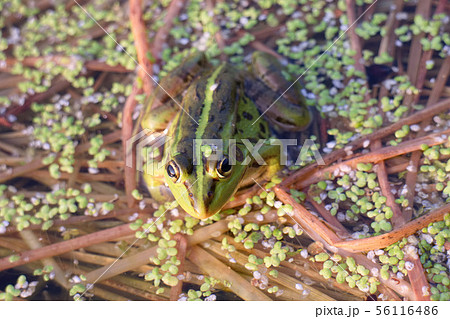 トウキョウダルマガエル トウキョウダルマガエル 56116486