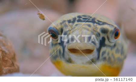 Close up shot of head of fish 56117140