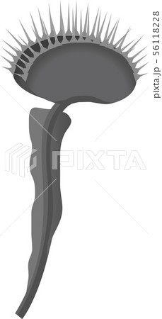 ハエトリソウ ハエトリソウ 56118228